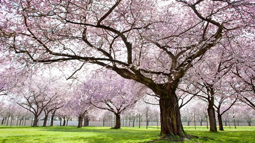 Kirsikankukkapuiden kauneutta Tokiossa. Matkat Japaniin KILROYlta.